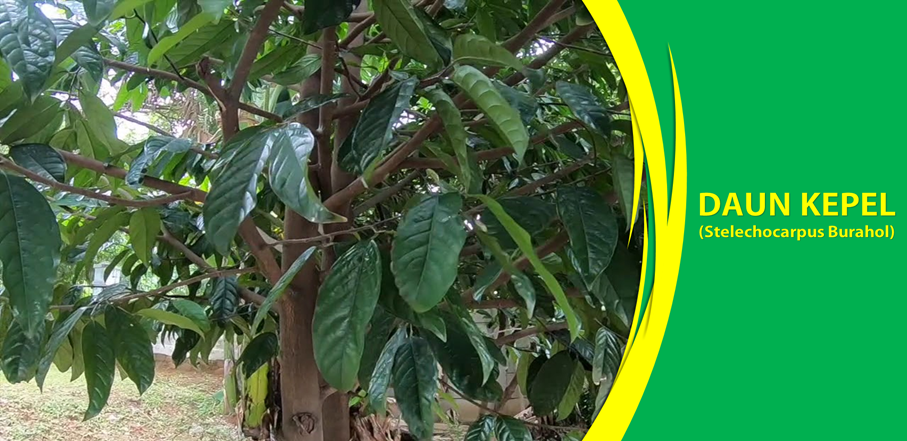 Khasiat Daun Kepel Obati Asam Urat